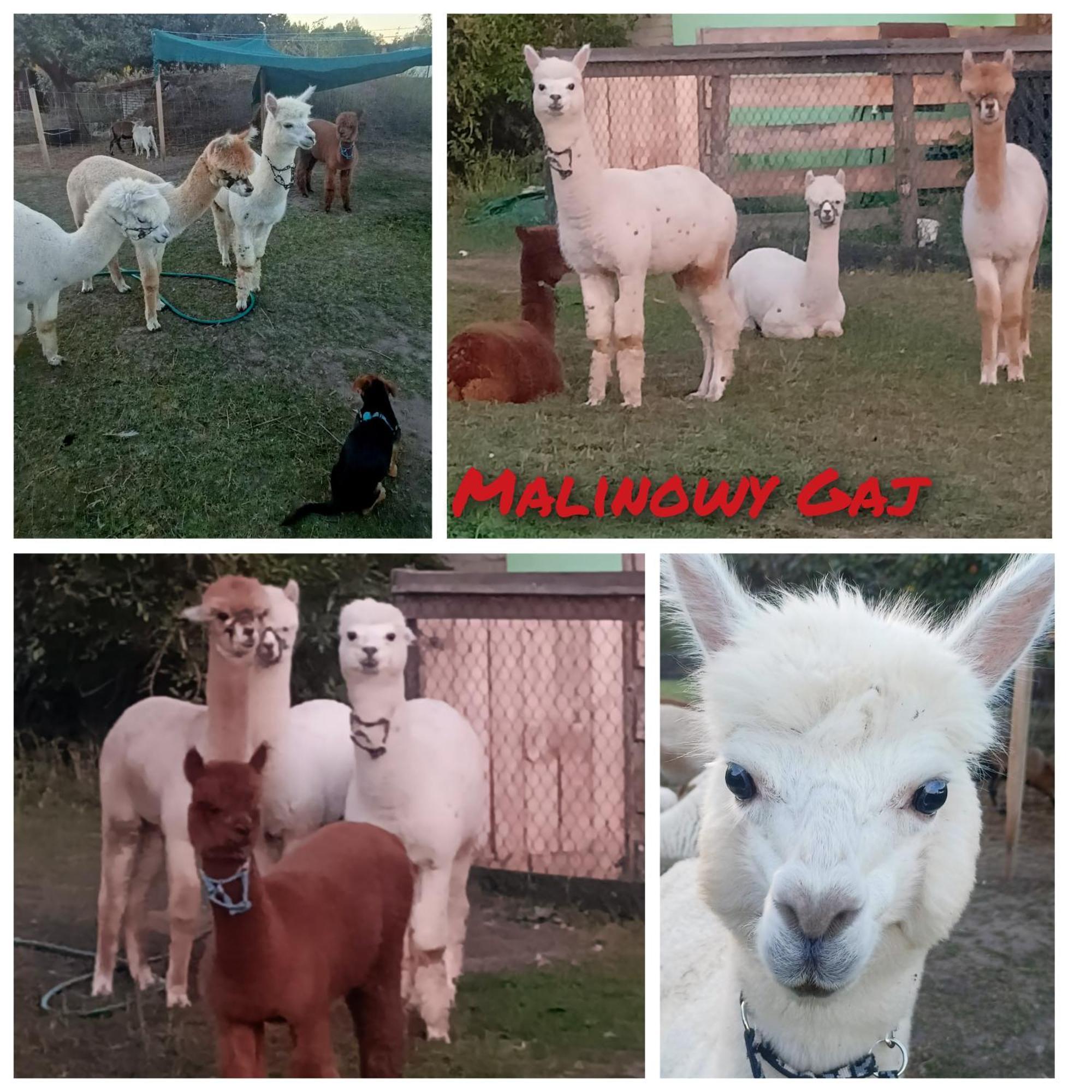 Malinowy Gaj - Agroturystyka Z Alpakami I Innymi Zwierzetami Swietajno  Exterior foto